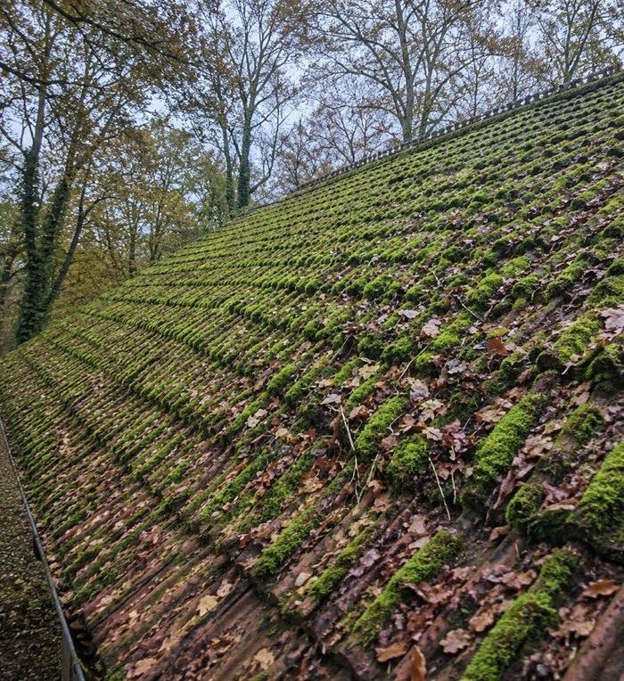 Roof tiles thick with moss before removal
