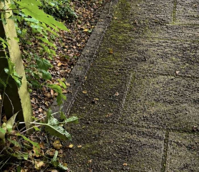 Stone paving green and dirty before cleaning